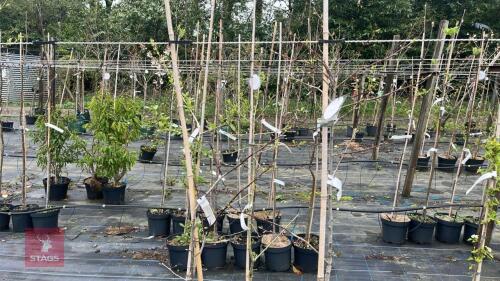 2 CRATAEGUS PERSINNILLIS 'PRUNIFOLIA'