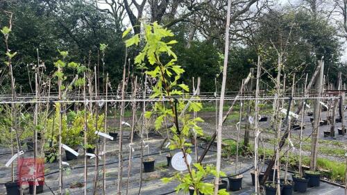 1 CRATAEGUS PINNATFIDA VAR 'MAJOR' TREE