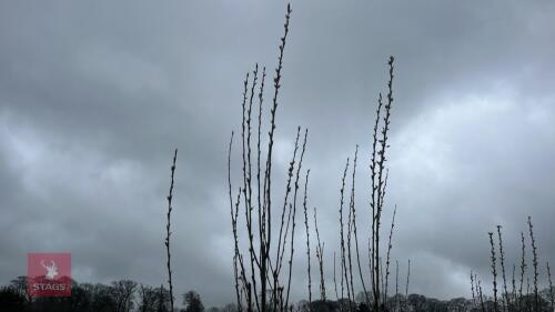 4 POPULUS NIGRA VAR ITALICA TREES