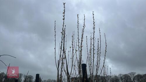 4 POPULUS NIGRA VAR ITALICA TREES