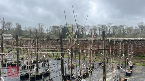 3 SORBUS INTERMEDIA TREES