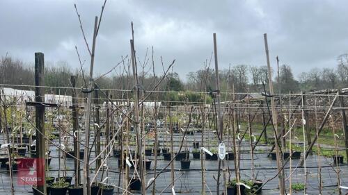 4 SORBUS INTERMEDIA TREES