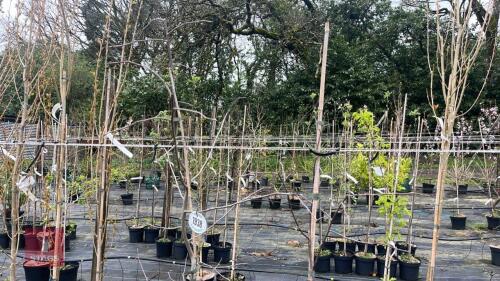 2 NYSSA SYLVATICA TREES