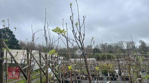 1 SORBUS AAUCUPARIA 'CONVERT GOLD'