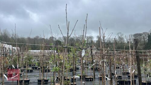 3 SORBUS COMMIXTA TREES