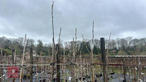 4 SORBUS COMMIXTA TREES