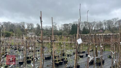 4 SORBUS CASHMIRIANA TREES