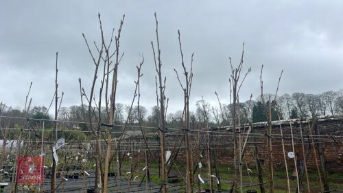 5 SORBUS AUCUPARIA 'AUTUMN SPIRE'