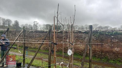 2 SORBUS AUCUPARIA 'AUTUMN SPIRE'