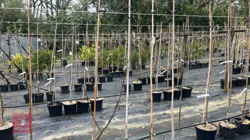 4 SORBUS THIBETICA 'JOHN MITCHELL'