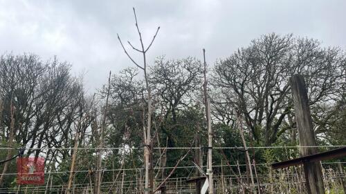 3 SORBUS HUPEHENSIS