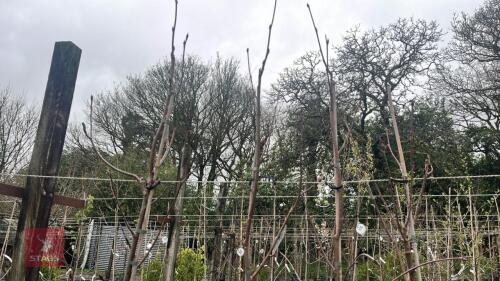 4 SORBUS HUPEHENSIS