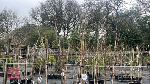 4 SORBUS HUPEHENSIS