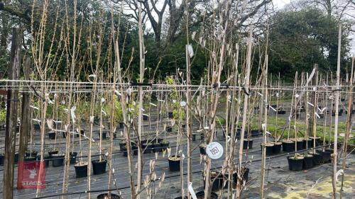 3 SORBUS FOLGNERI