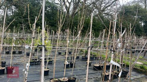 3 SORBUS AUCUPARIA 'FASTIGIATA'