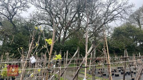 3 SORBUS 'EASTERN PROMISE'