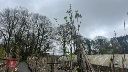 2 SORBUS ACUPARIA