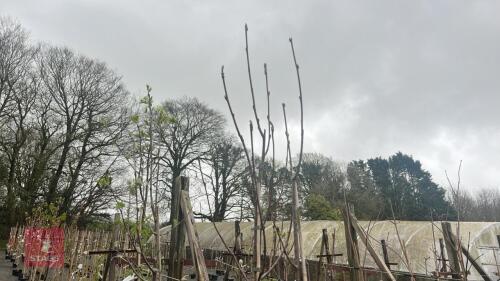 2 SORBUS ACUPARIA