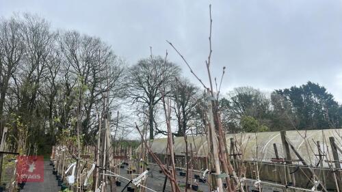 2 SORBUS VILMORTNIII