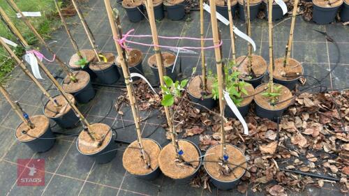 3 APPLE TREES 'CHRISTMAS PIPPIN'