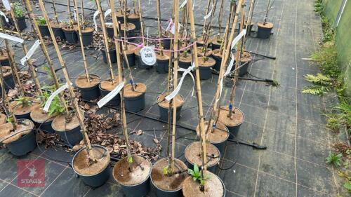 3 APPLE TREES 'CRIMSON BRAMLEY'