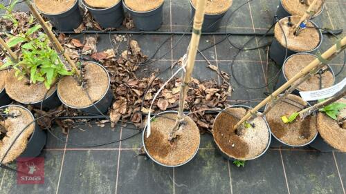 1 APPLE TREE 'DISCOVERY'