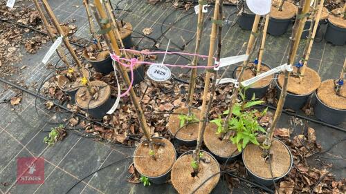2 APPLE TREES 'CRIMSON BRAMLEY'