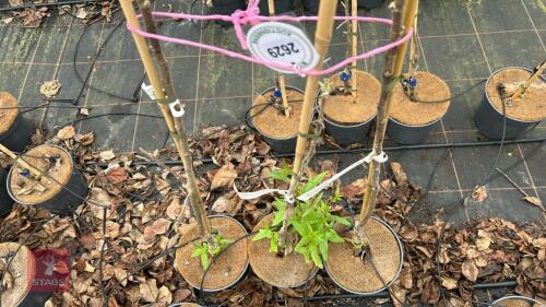 3 APPLE TREES 'CRIMSON BRAMLEY'