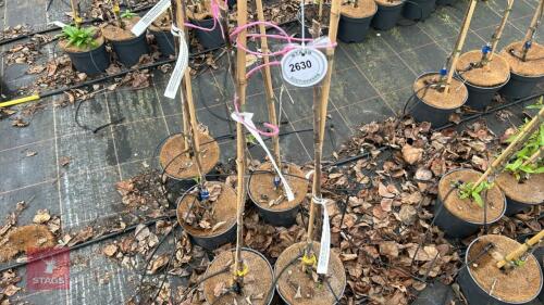 2 APPLE TREES 'COX SELF FERTILE'