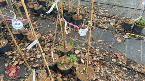 3 APPLE TREES 'COX SELF FERTILE'