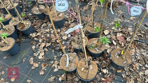 2 APPLE TREES 'DISCOVERY'
