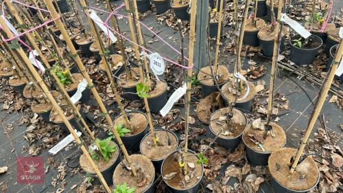 3 APPLE TREES 'COX SELF FERTILE'