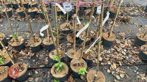 3 APPLE TREES 'EGREMONT RUSSET'