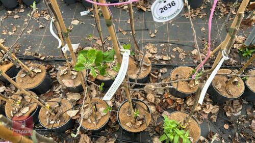 3 APPLE TREES 'COX SELF FERTILE'