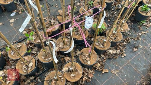 3 APPLE TREES 'EGREMONT RUSSET'