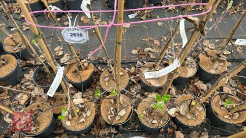 3 APPLE TREES 'COX SELF FERTILE'