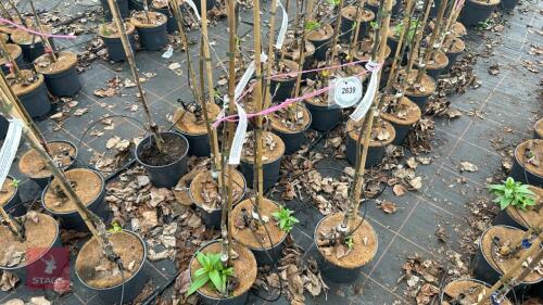 3 APPLE TREES 'EGREMONT RUSSET'