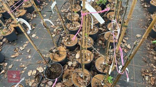1 APPLE TREE 'CORE BLIMEY'