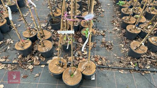 3 MIXED APPLE TREES