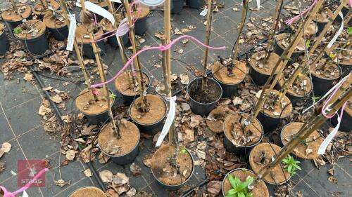 1 APPLE TREE 'CHRISTMAS PEARMAIN'