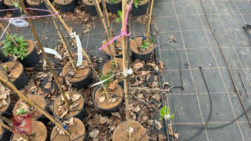 1 APPLE TREE ' EGREMONT RUSSET'