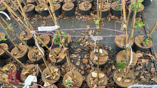 4 APPLE TREES 'GRENADIER'