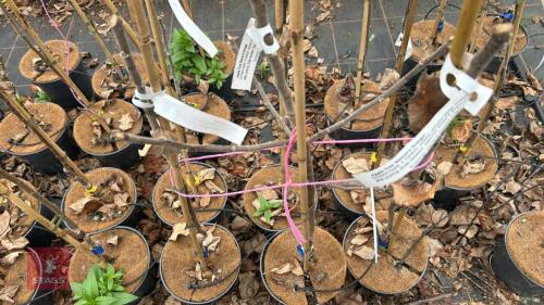 3 APPLE TREES 'ELLISONS ORANGE'