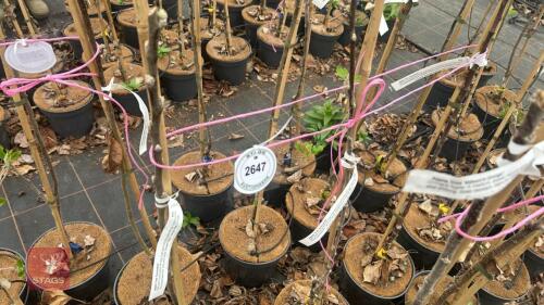 3 APPLE TREES 'GRENADIER'