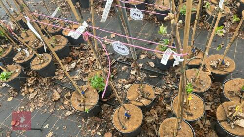 3 APPLE TREES 'ELLISONS ORANGE'
