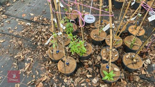3 APPLE TREES 'ELLISONS ORANGE'