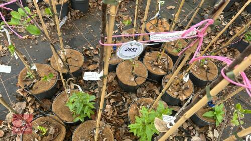 2 APPLE TREES 'FIESTA'