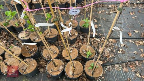 3 APPLE TREES 'EPICURE'