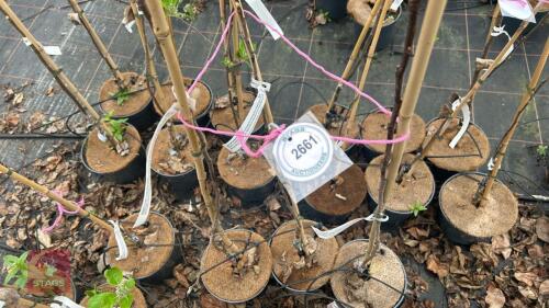 3 APPLE TREES 'HONEYCRISP'