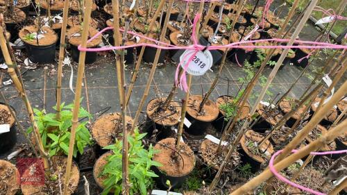 4 SORBUS SCALARIS
